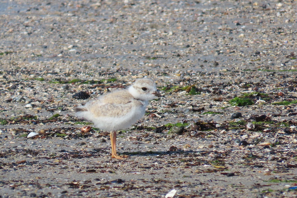 Piping Plover - ML621898790