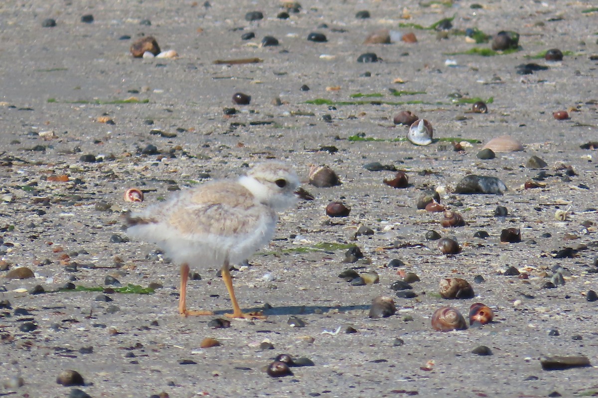 Piping Plover - ML621898798