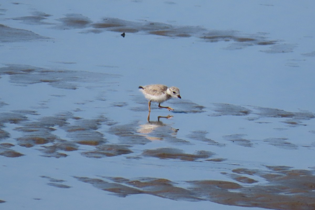 Piping Plover - ML621898801