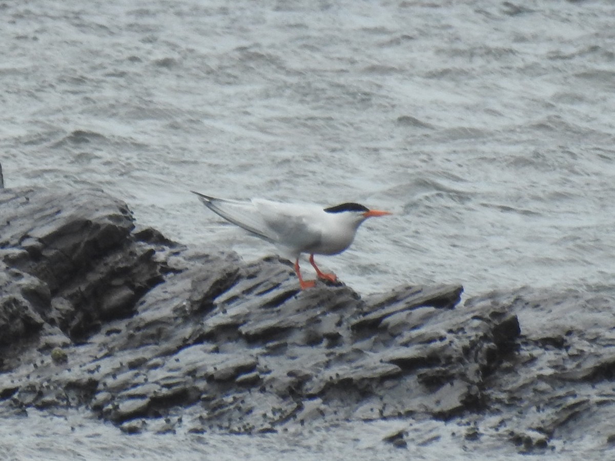 Roseate Tern - 蔡 爵宇