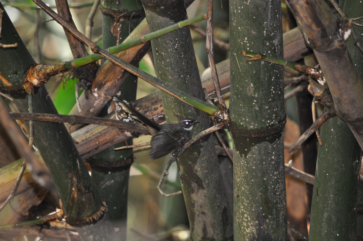 White-throated Fantail - ML621898936