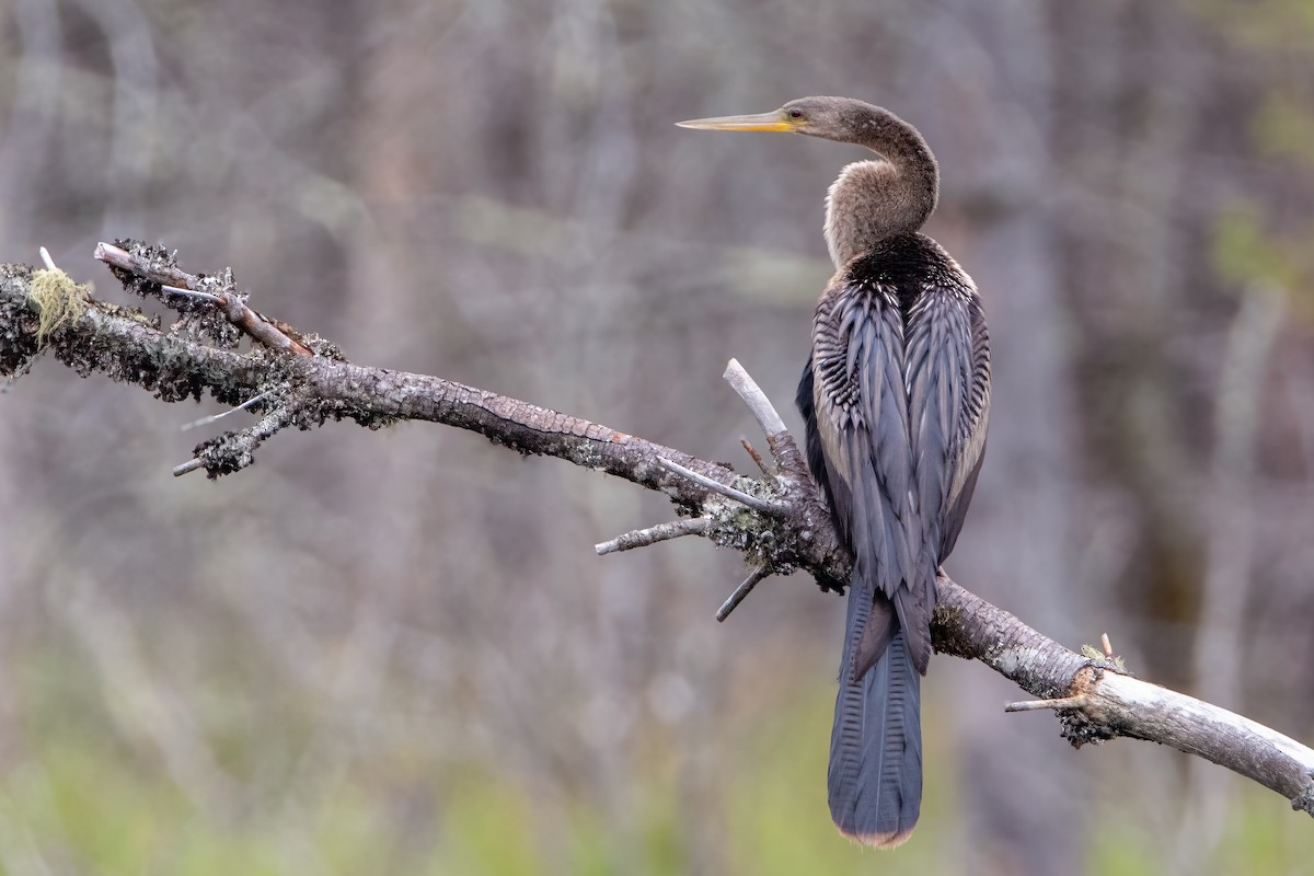 Anhinga - Louis Bevier