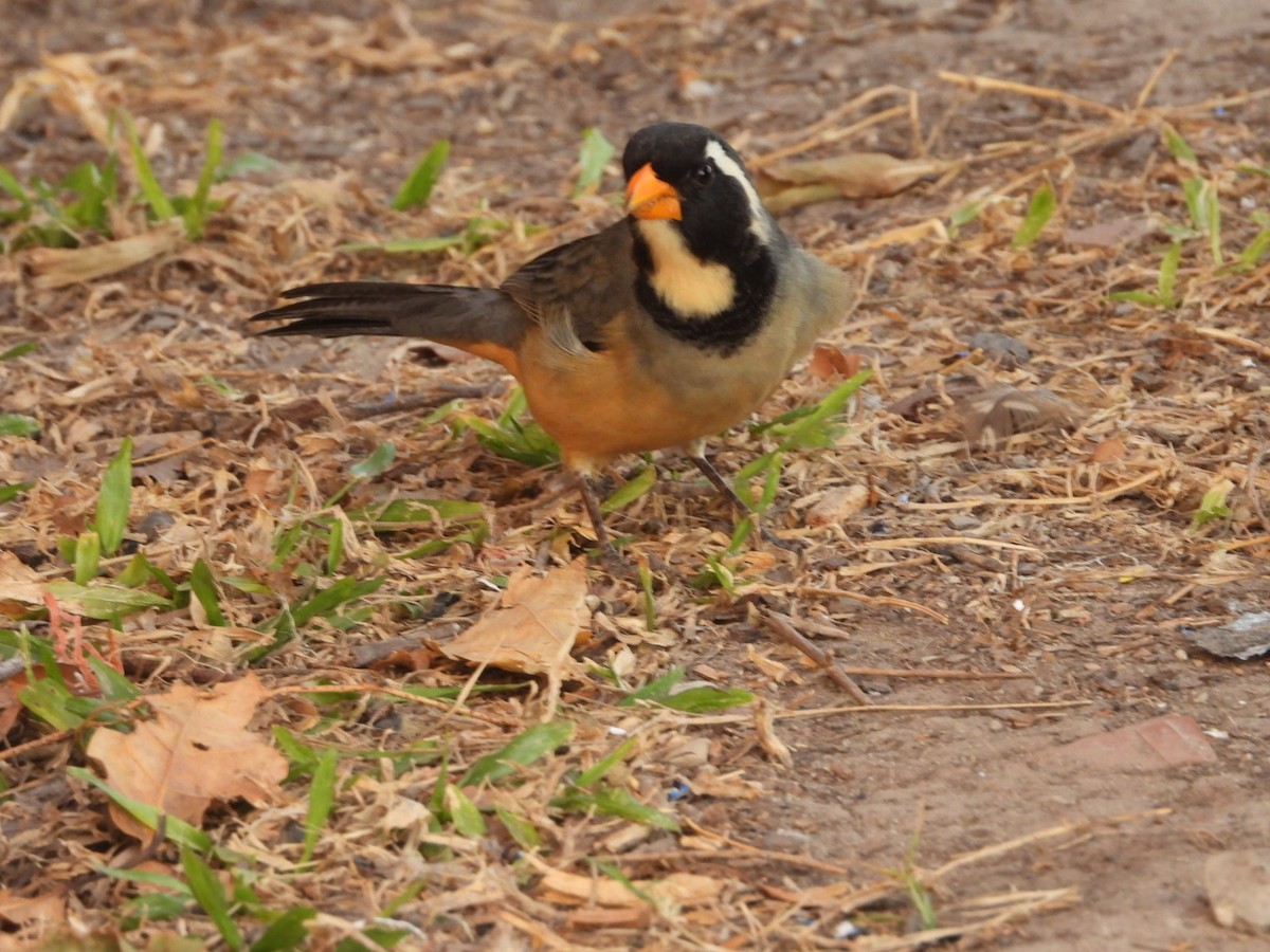 Golden-billed Saltator - ML621898991