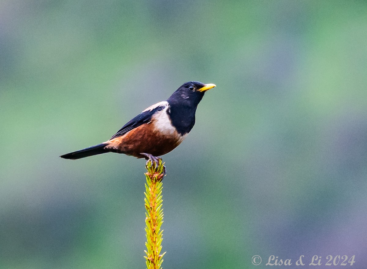 White-backed Thrush - ML621899067