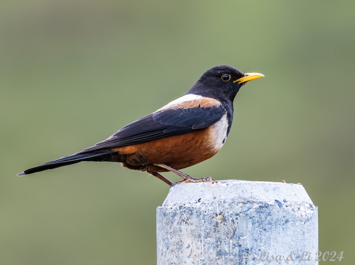 White-backed Thrush - Lisa & Li Li