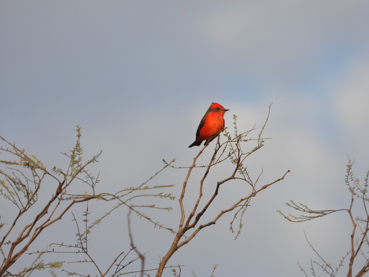 Vermilion Flycatcher - ML621899126