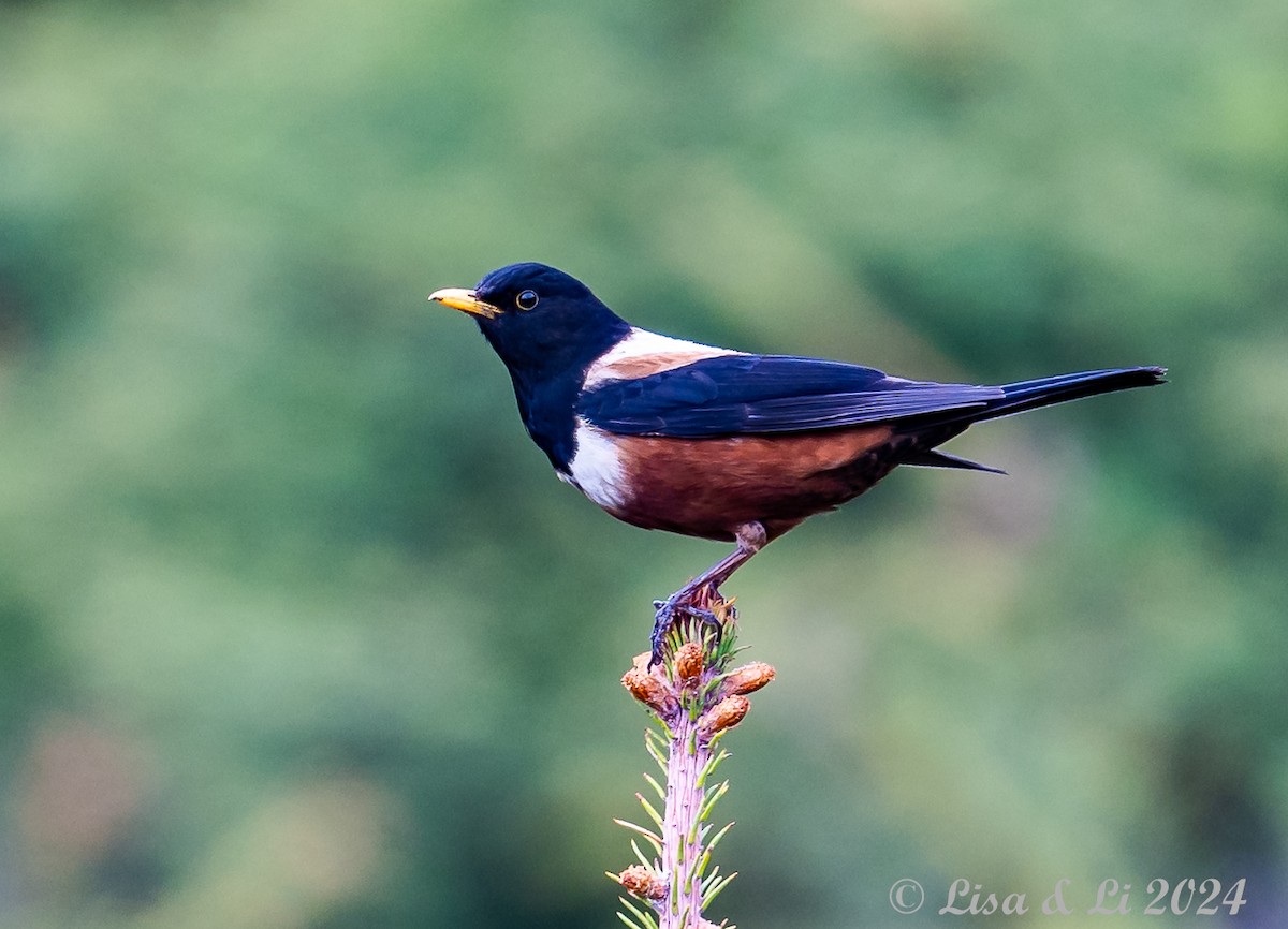 White-backed Thrush - ML621899128