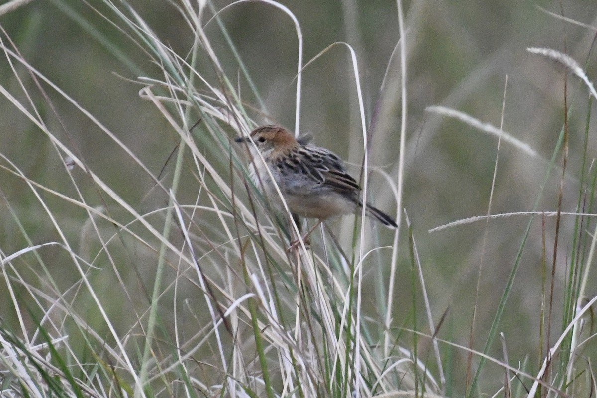 Stout Cisticola - Tim Healy