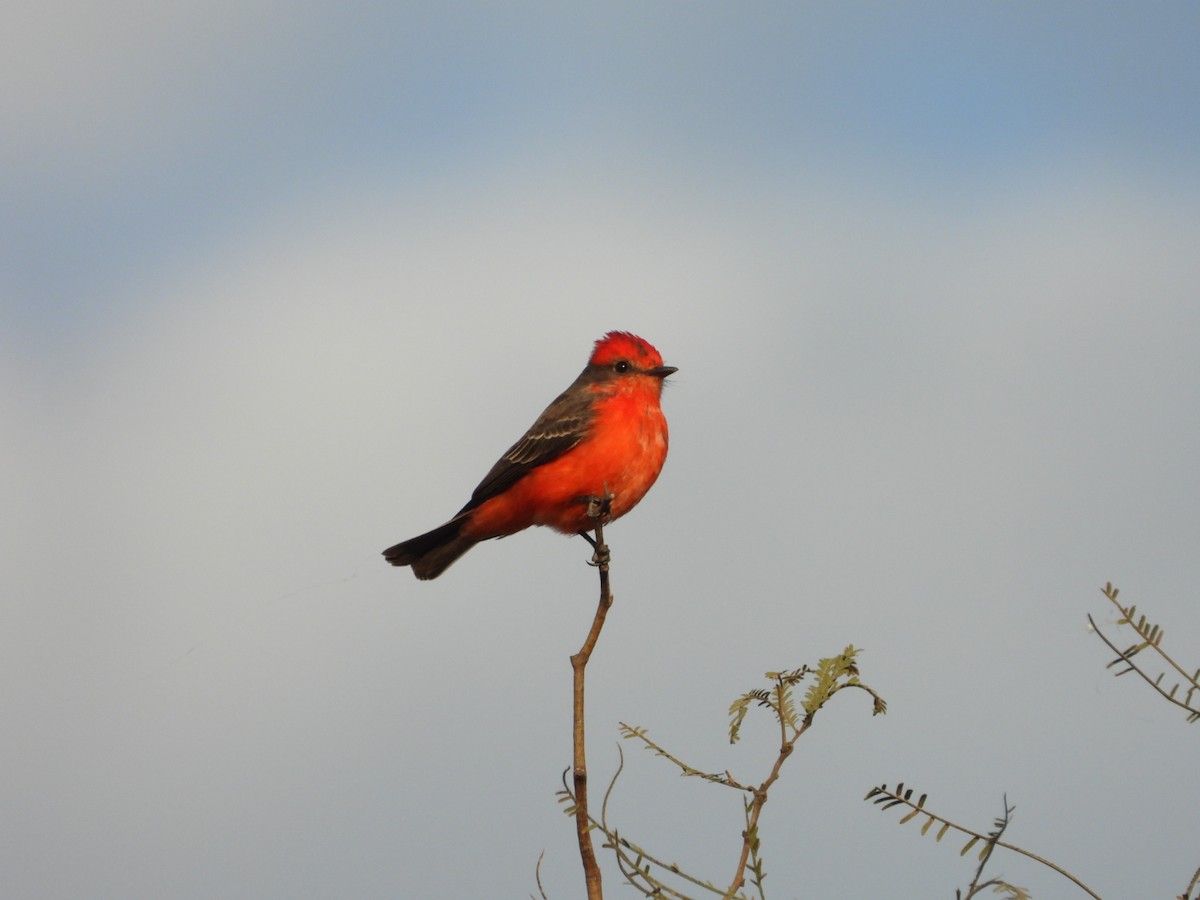 Vermilion Flycatcher - ML621899131