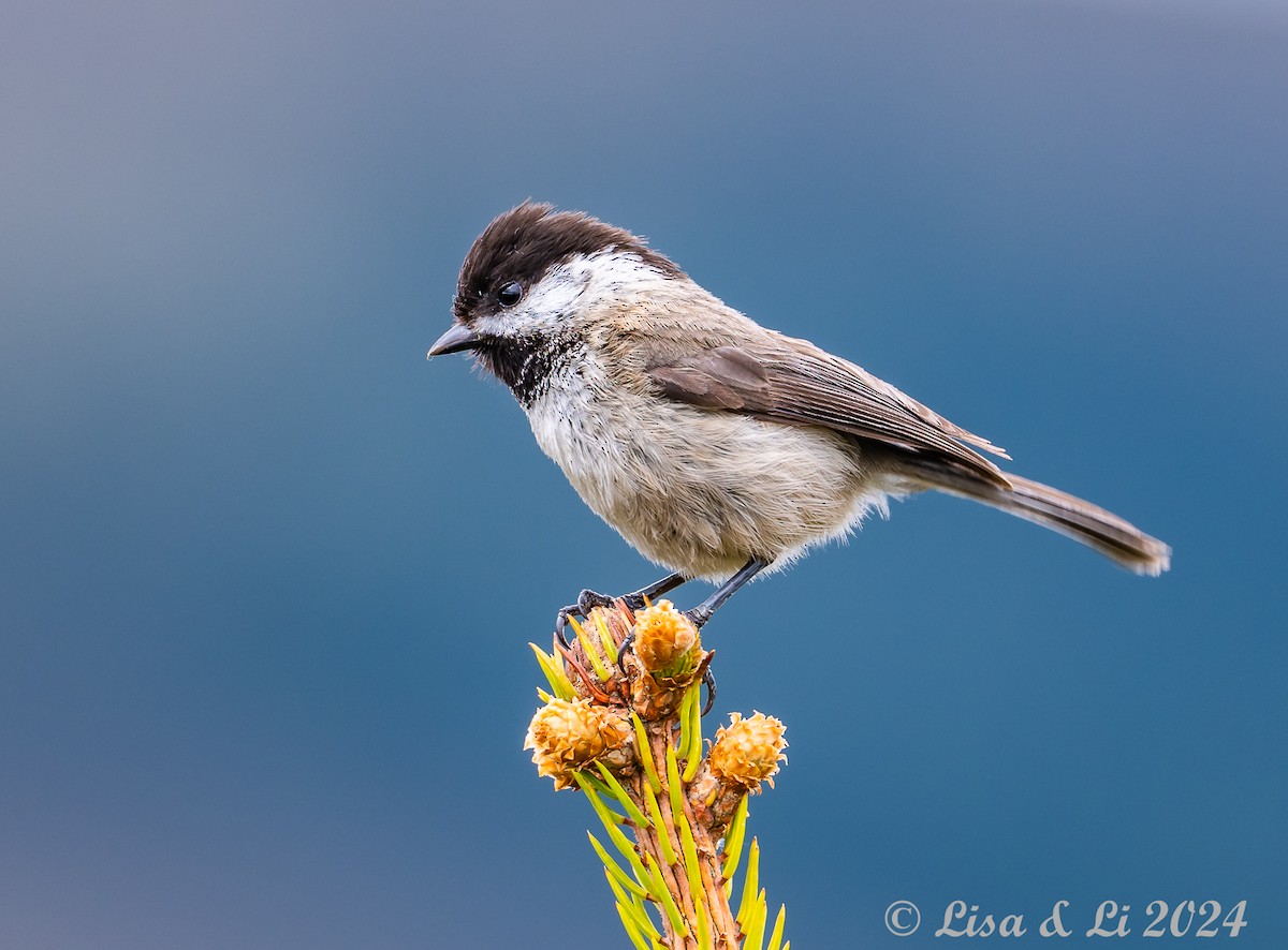 Sichuan Tit - ML621899149