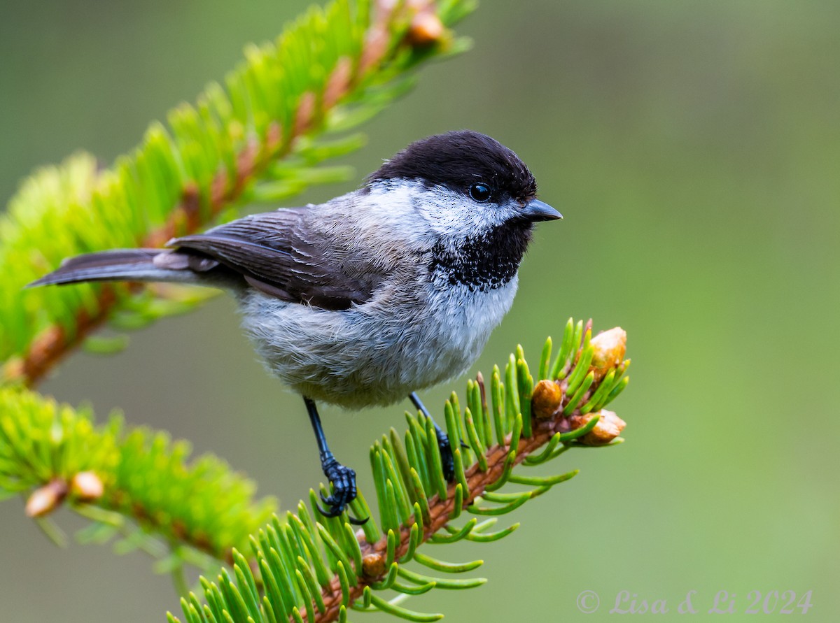 Sichuan Tit - ML621899150