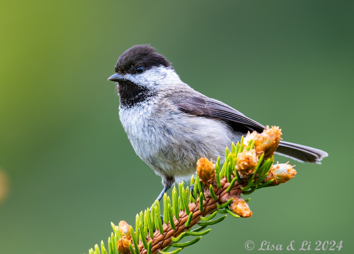 Sichuan Tit - ML621899151