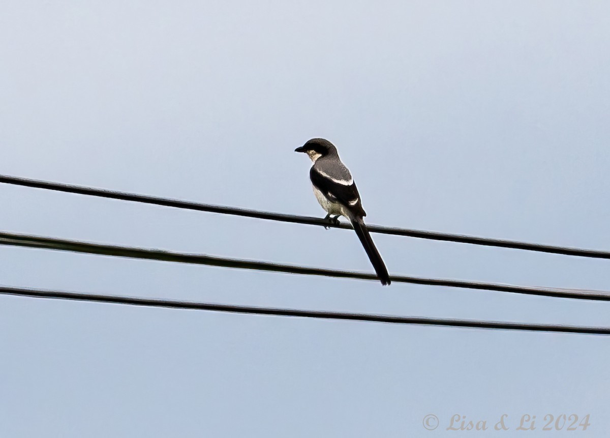 Giant Shrike - ML621899171