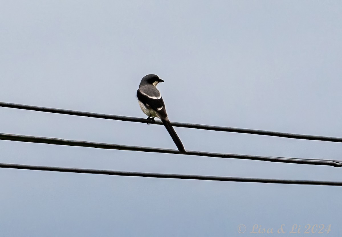 Giant Shrike - ML621899172