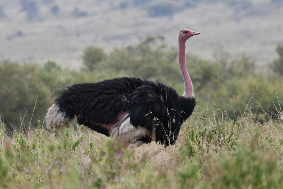 Common Ostrich - ML621899197