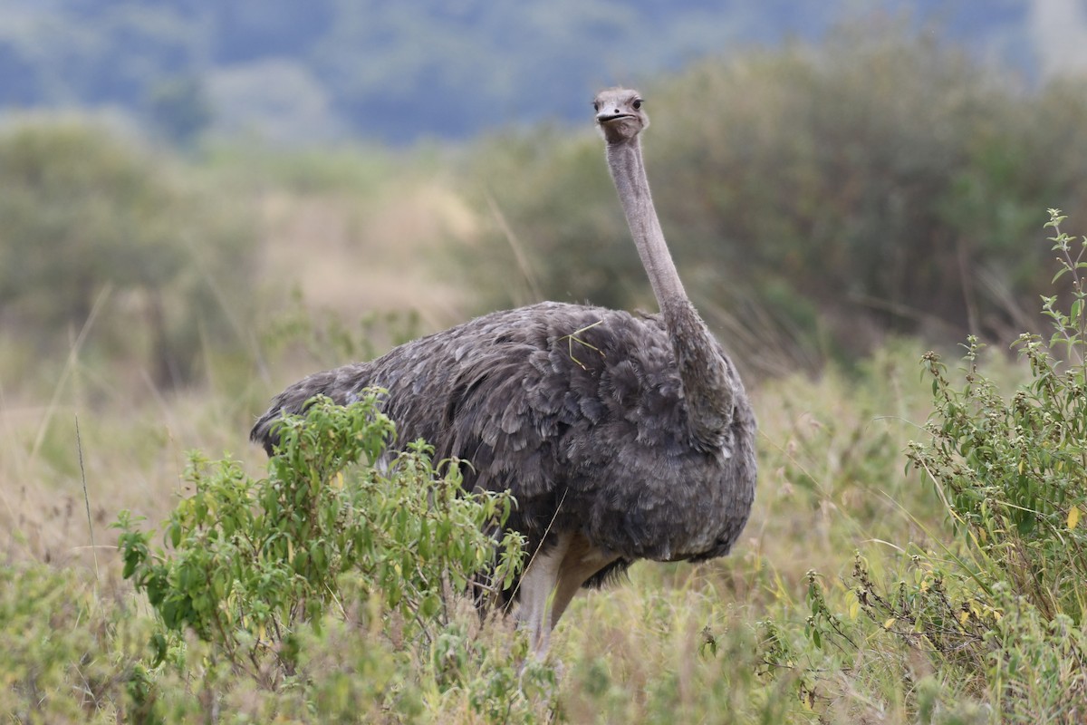 Common Ostrich - ML621899200