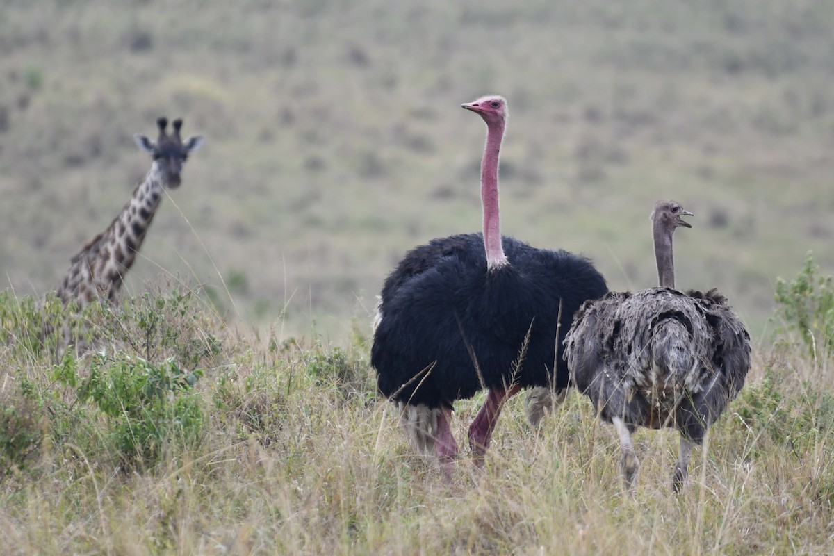 Common Ostrich - ML621899202