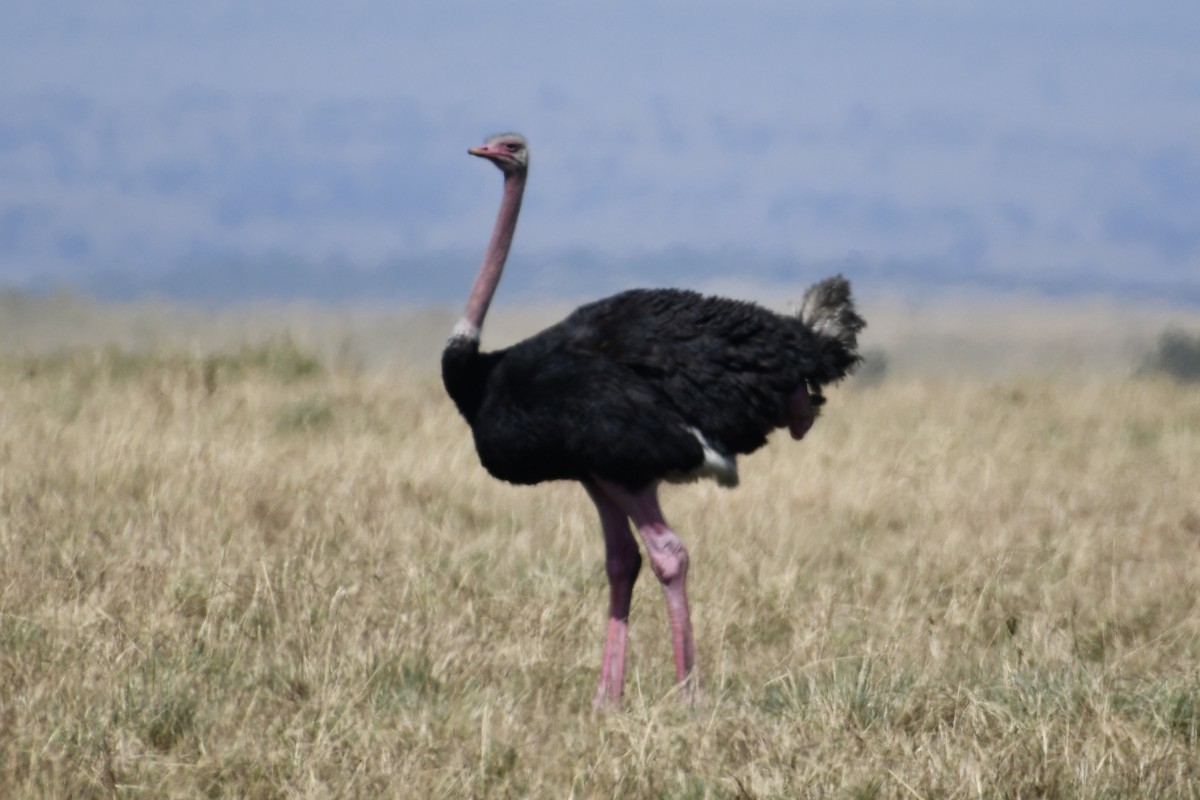 Common Ostrich - ML621899382