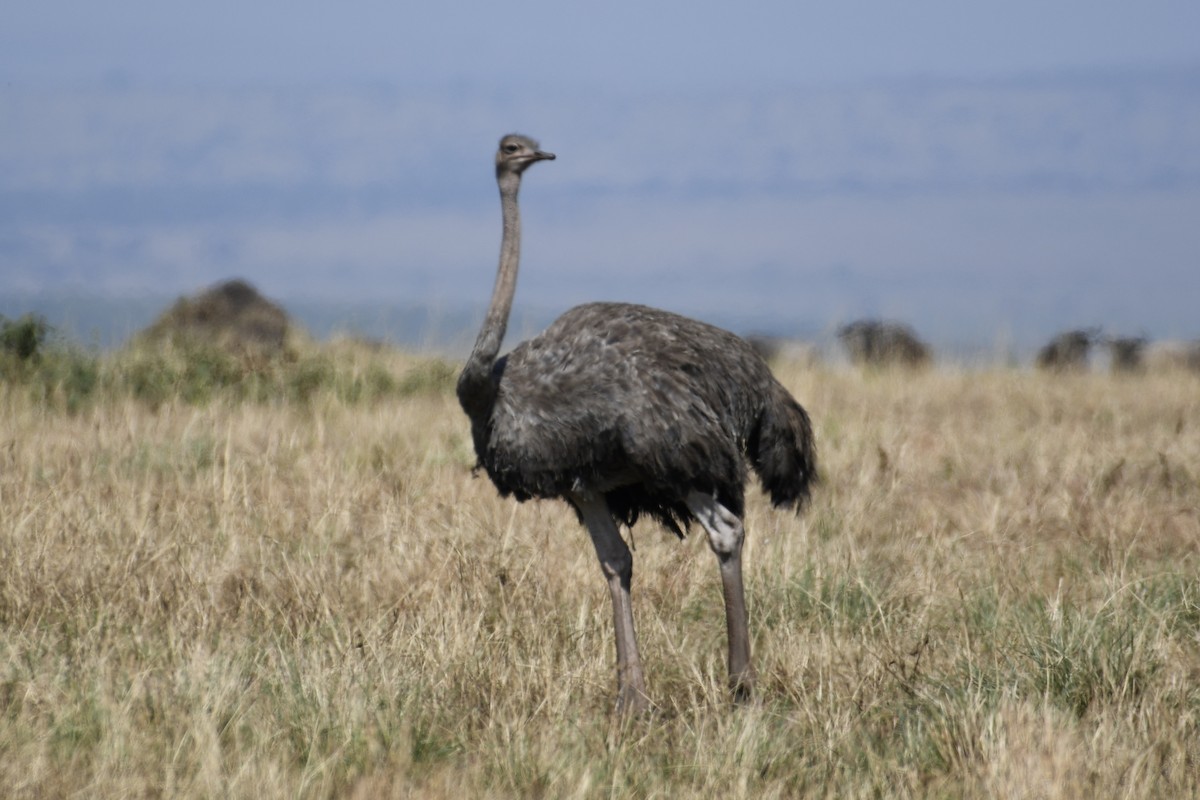 Common Ostrich - ML621899385