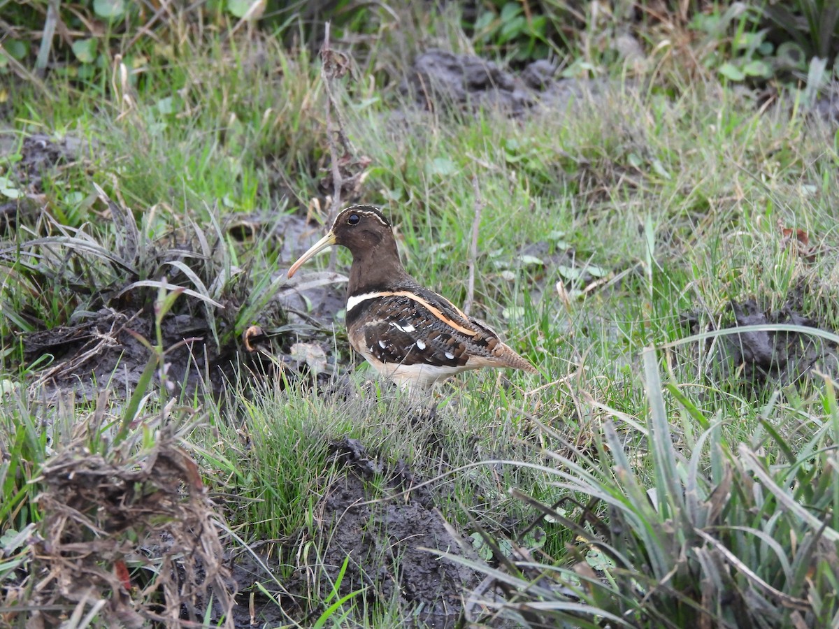 South American Painted-Snipe - ML621899431