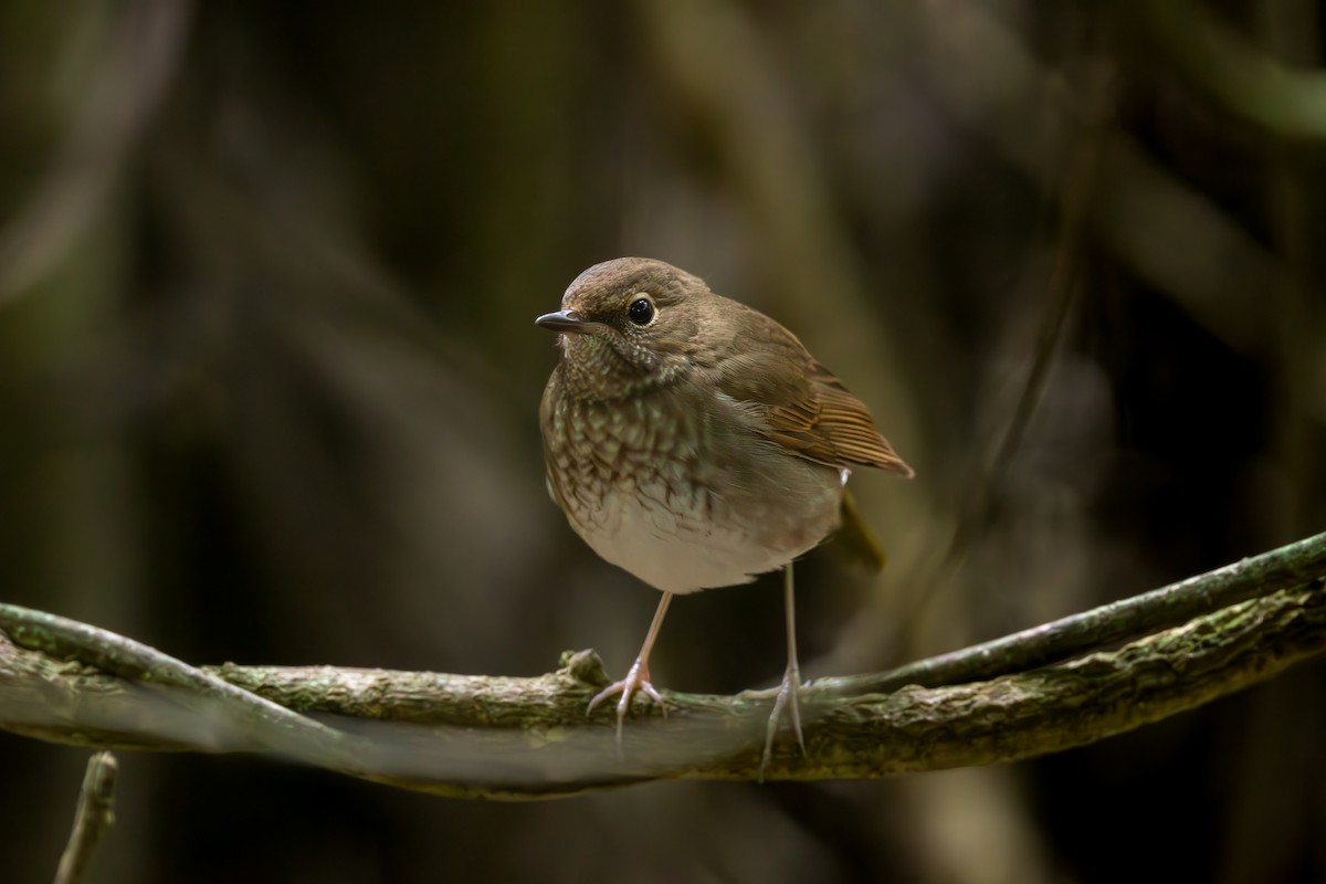 Rufous-tailed Robin - ML621899499