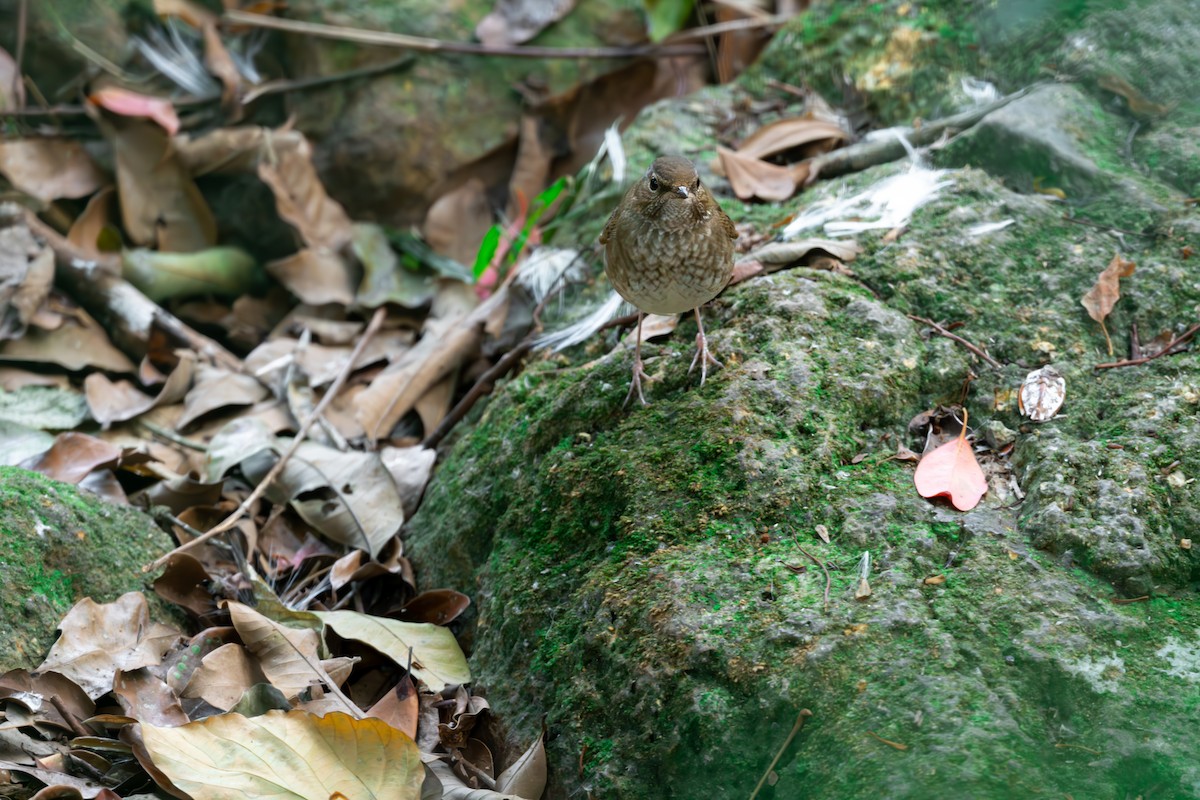 Rufous-tailed Robin - ML621899502