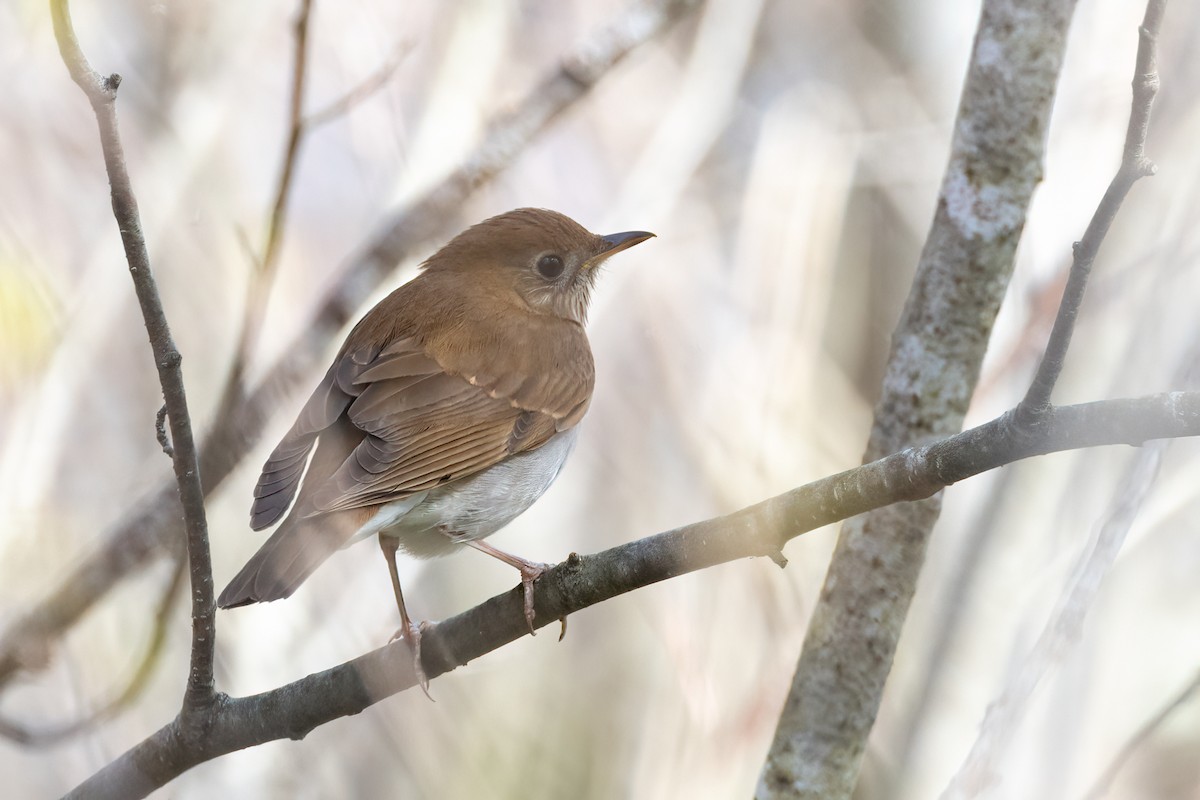 Veery - ML621899530