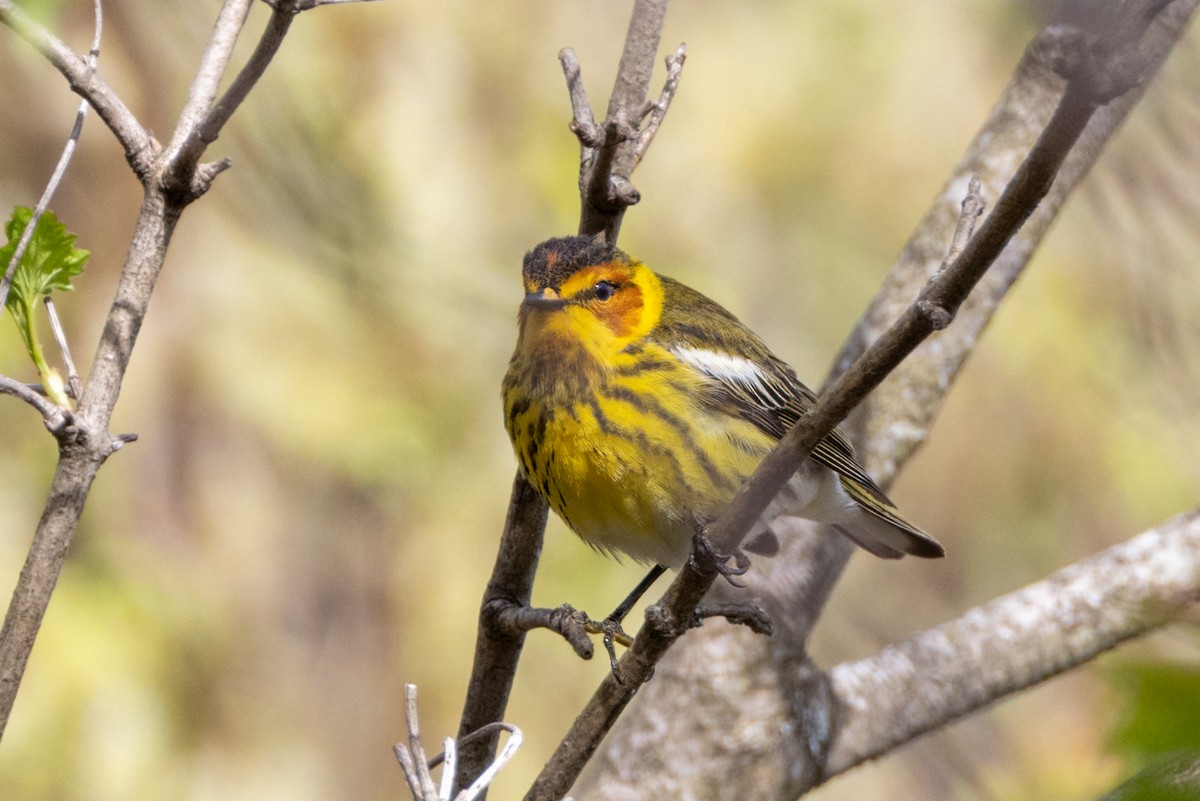 Cape May Warbler - ML621899532