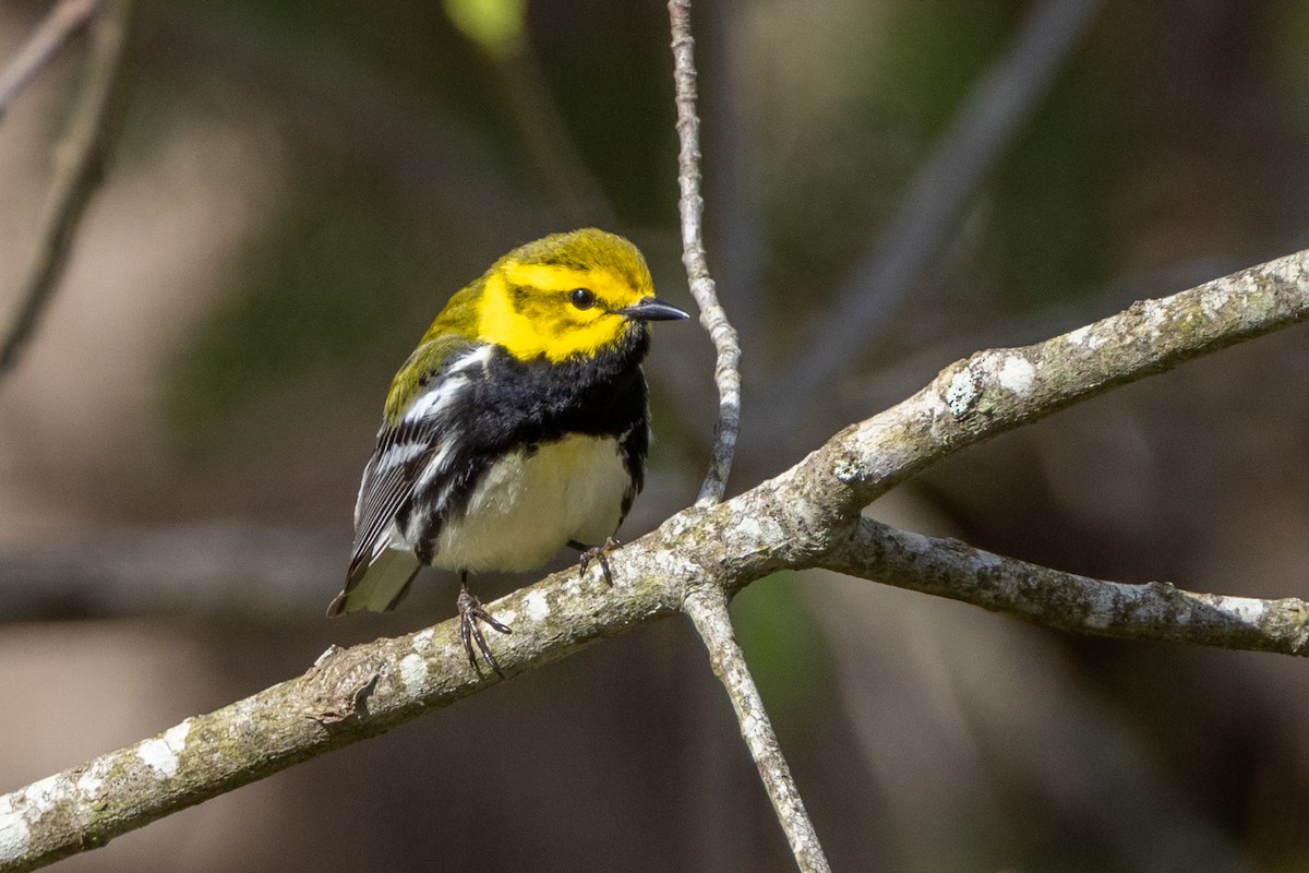 Black-throated Green Warbler - ML621899537