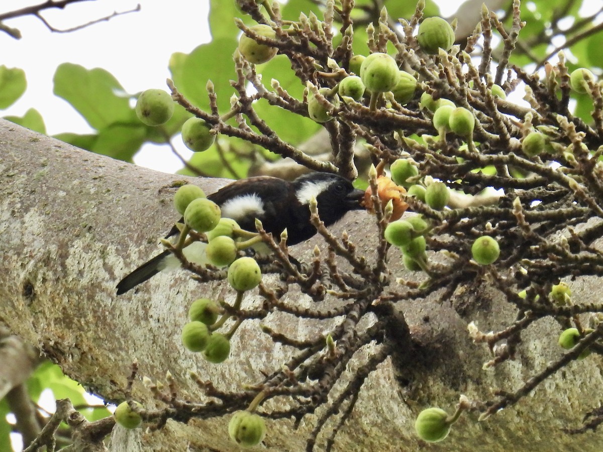 White-eared Barbet - ML621899672