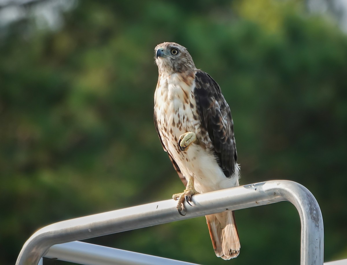 Red-tailed Hawk - ML621899805