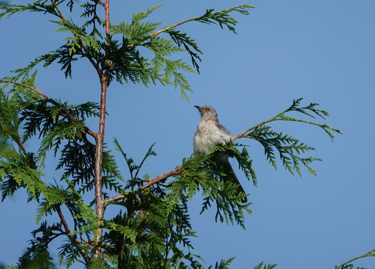 Northern Mockingbird - ML621899813