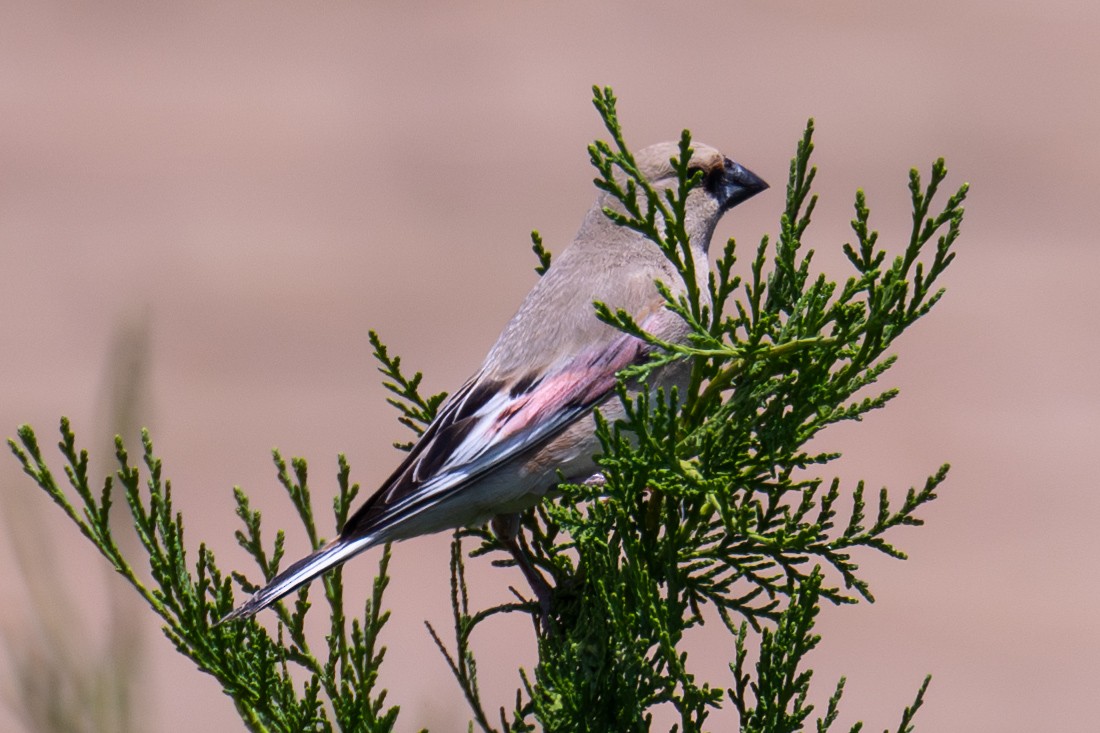 Desert Finch - ML621899851