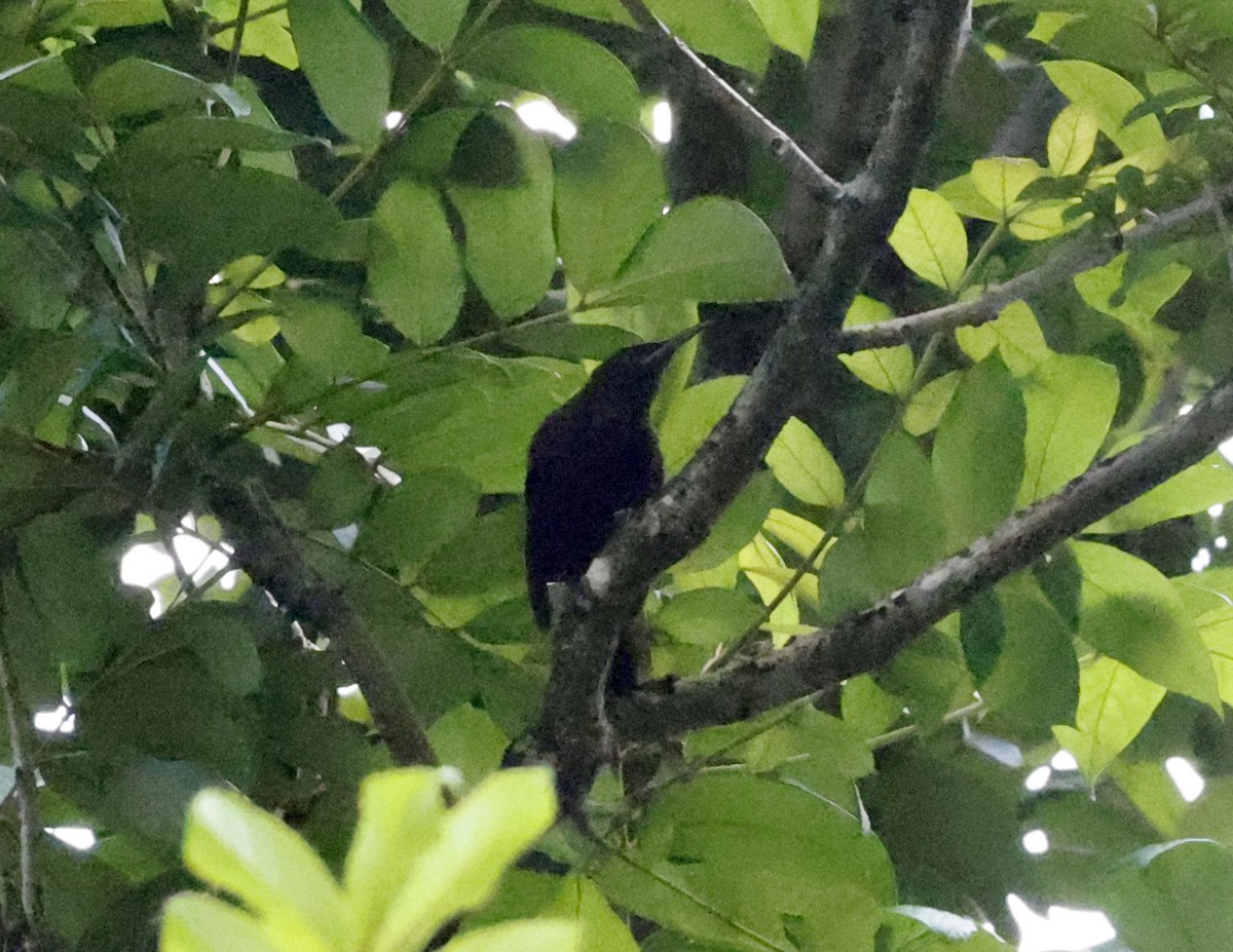 Tahiti Reed Warbler - ML621899877