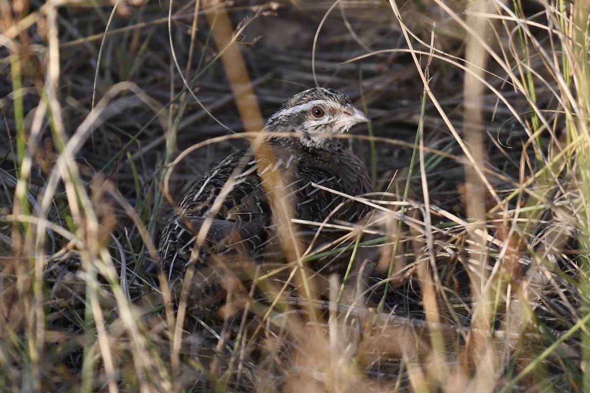 Harlequin Quail - ML621899879