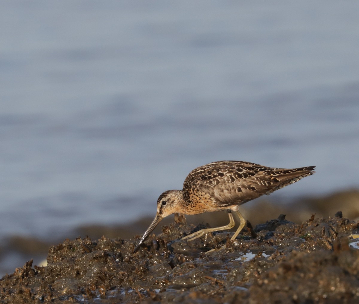 Short-billed Dowitcher - ML621899908