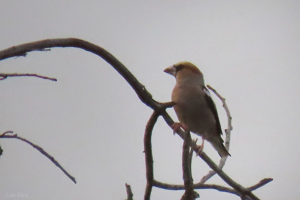 Hawfinch - ML621899985