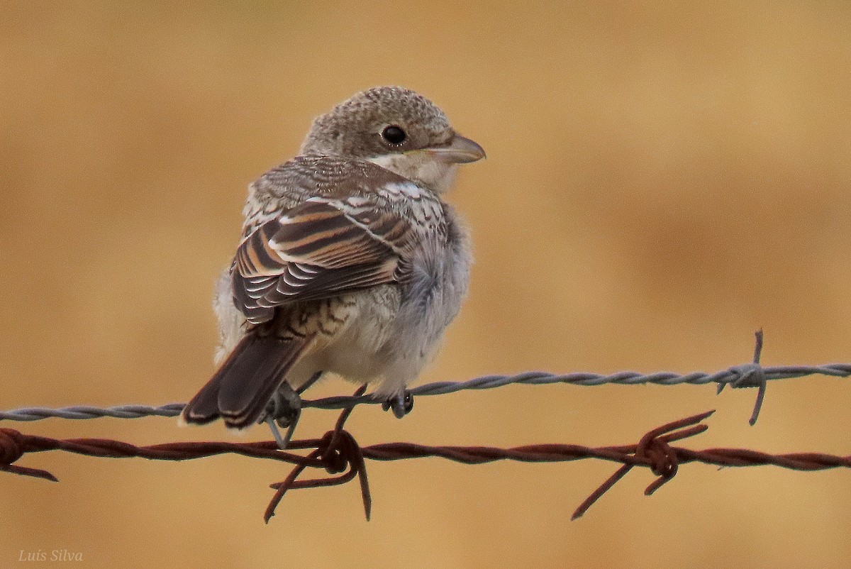 Woodchat Shrike - ML621900007