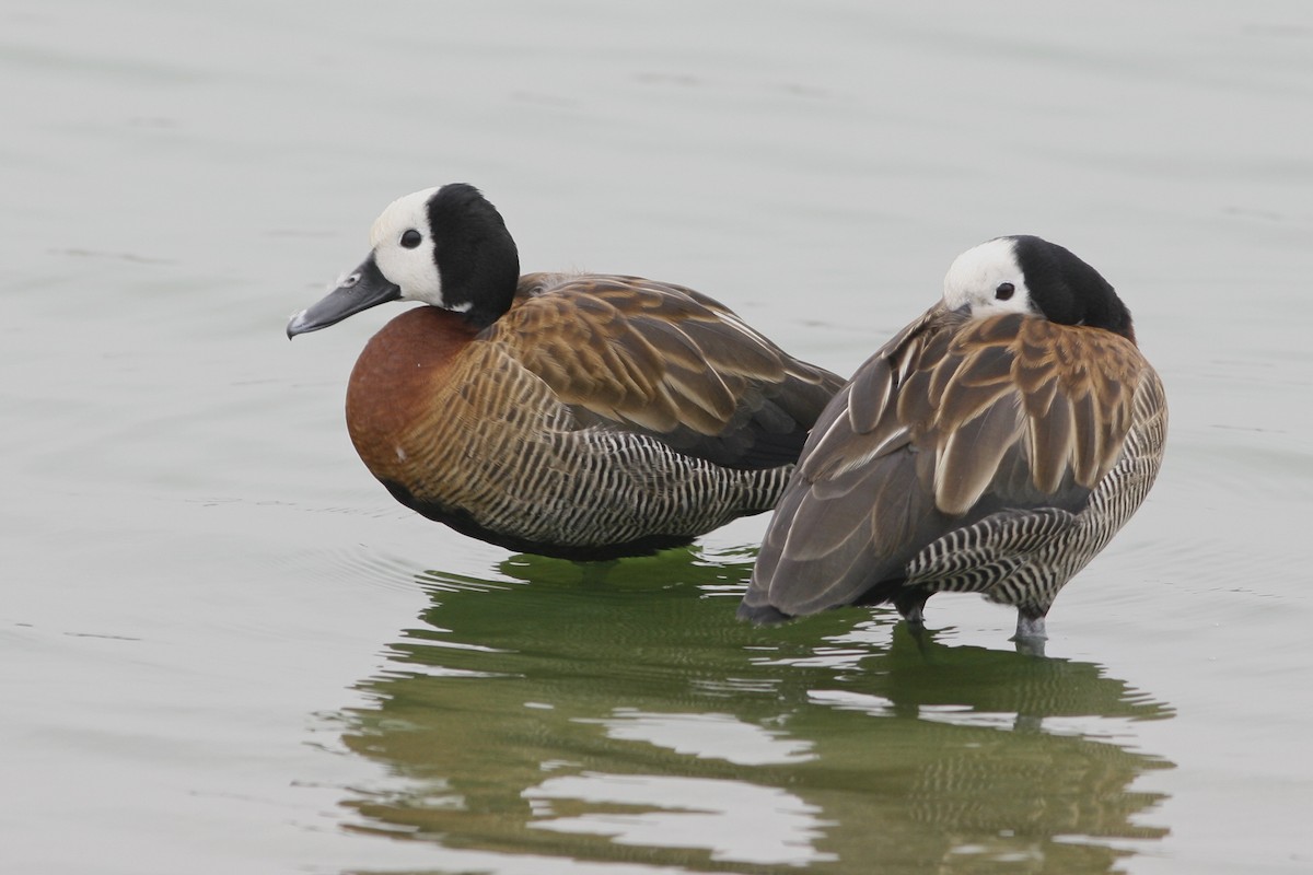 White-faced Whistling-Duck - ML62190011