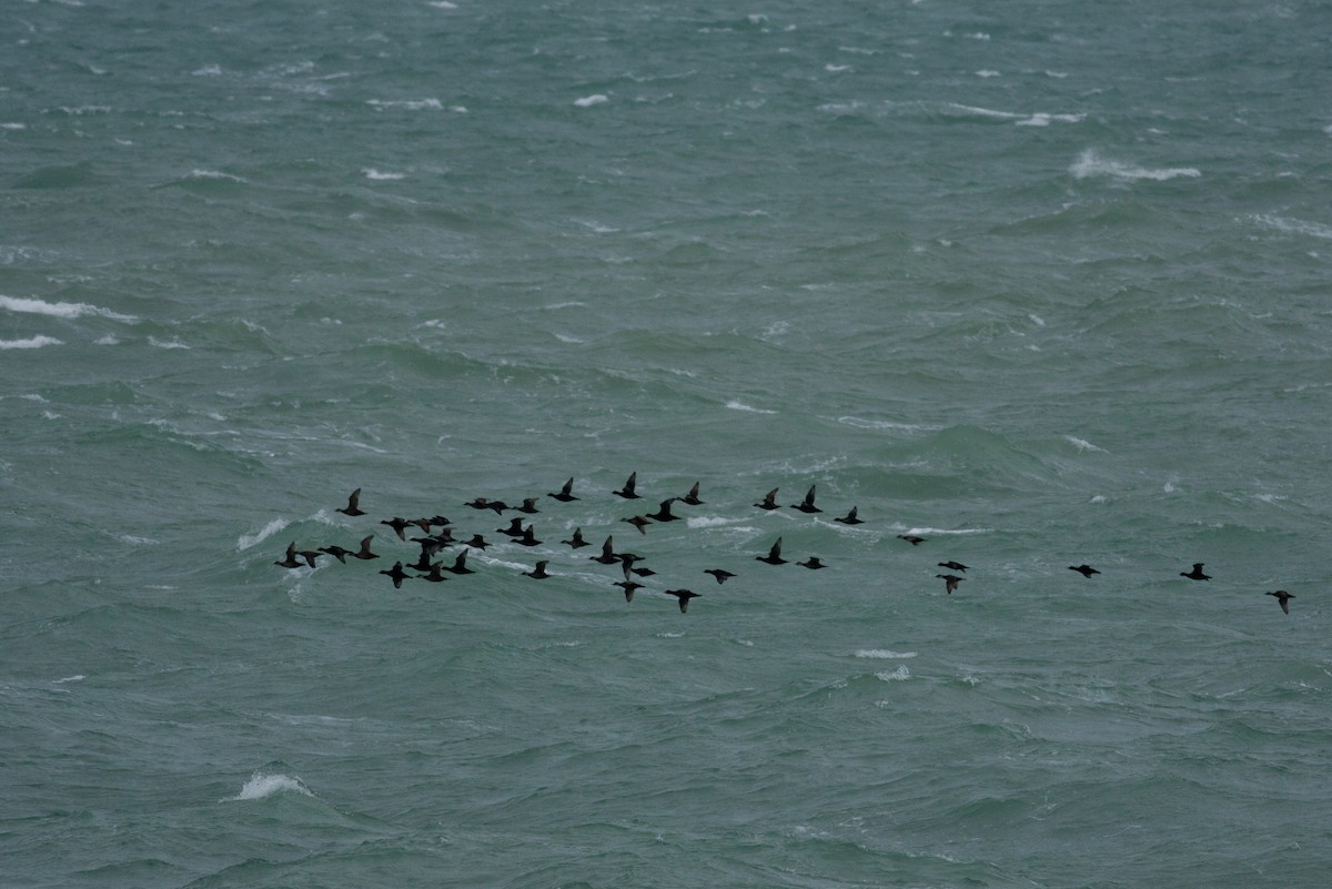 Common Scoter - ML621900173