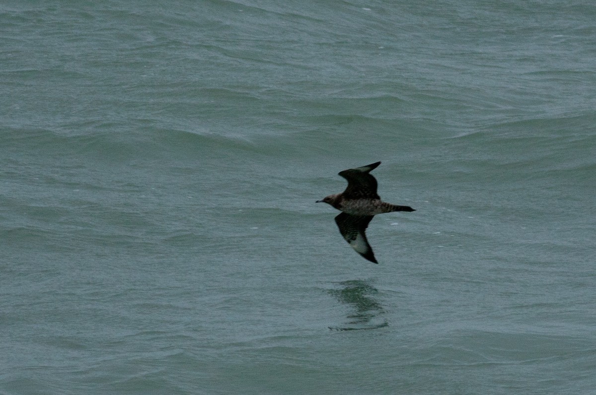 Long-tailed Jaeger - ML621900204
