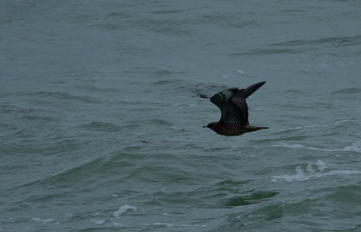 Pomarine Jaeger - ML621900207