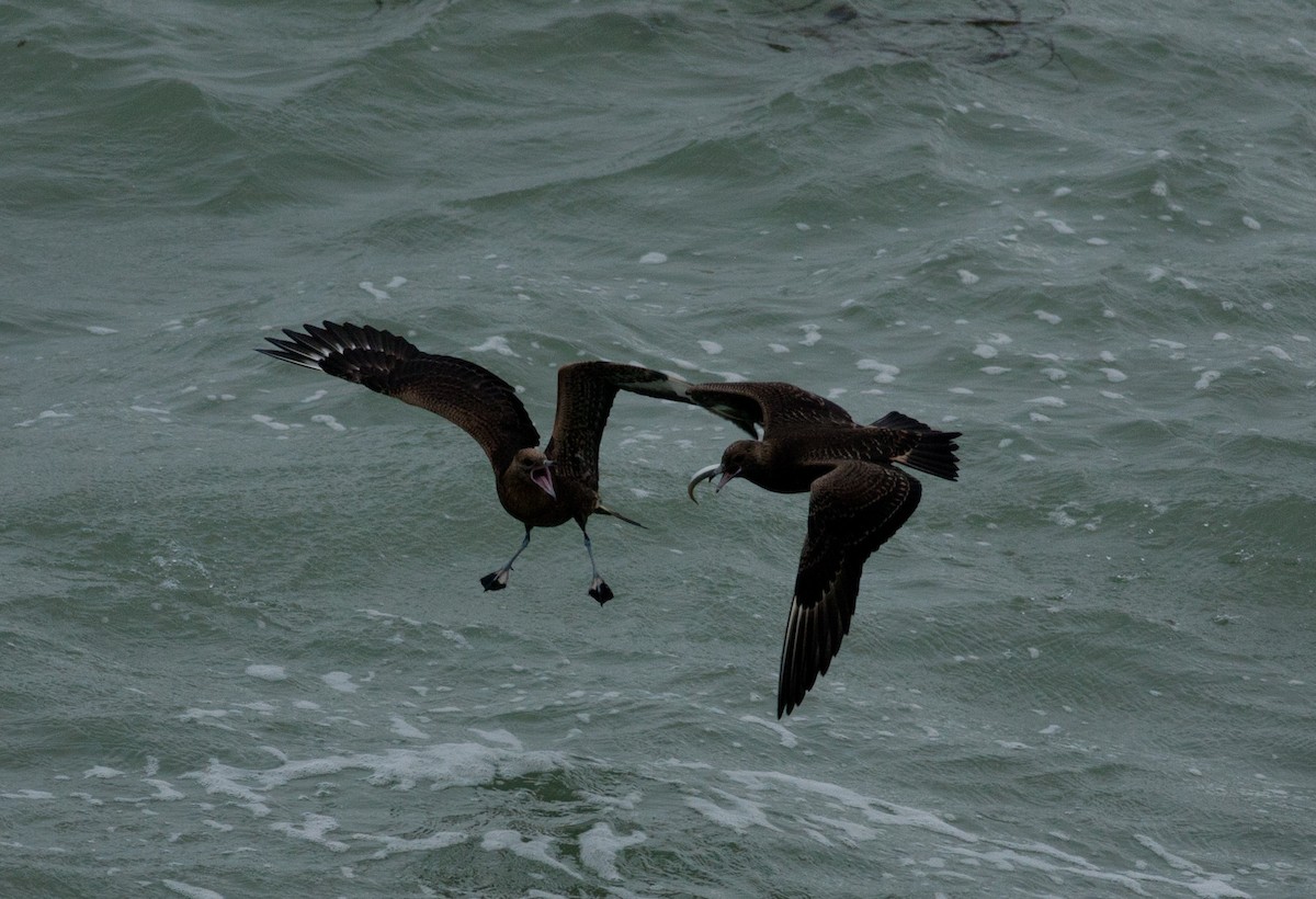 Parasitic Jaeger - ML621900218