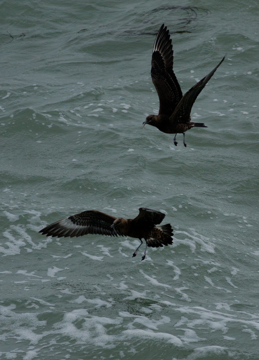 Parasitic Jaeger - ML621900219