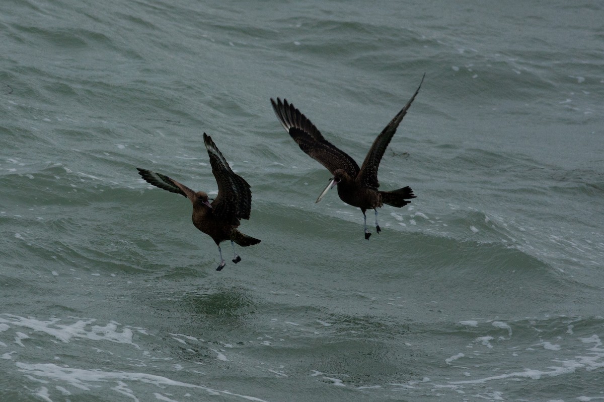 Parasitic Jaeger - ML621900220