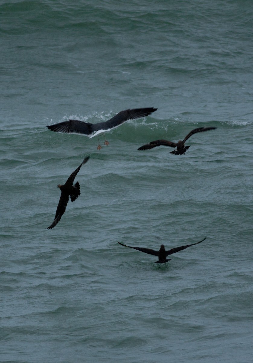 Parasitic Jaeger - ML621900221