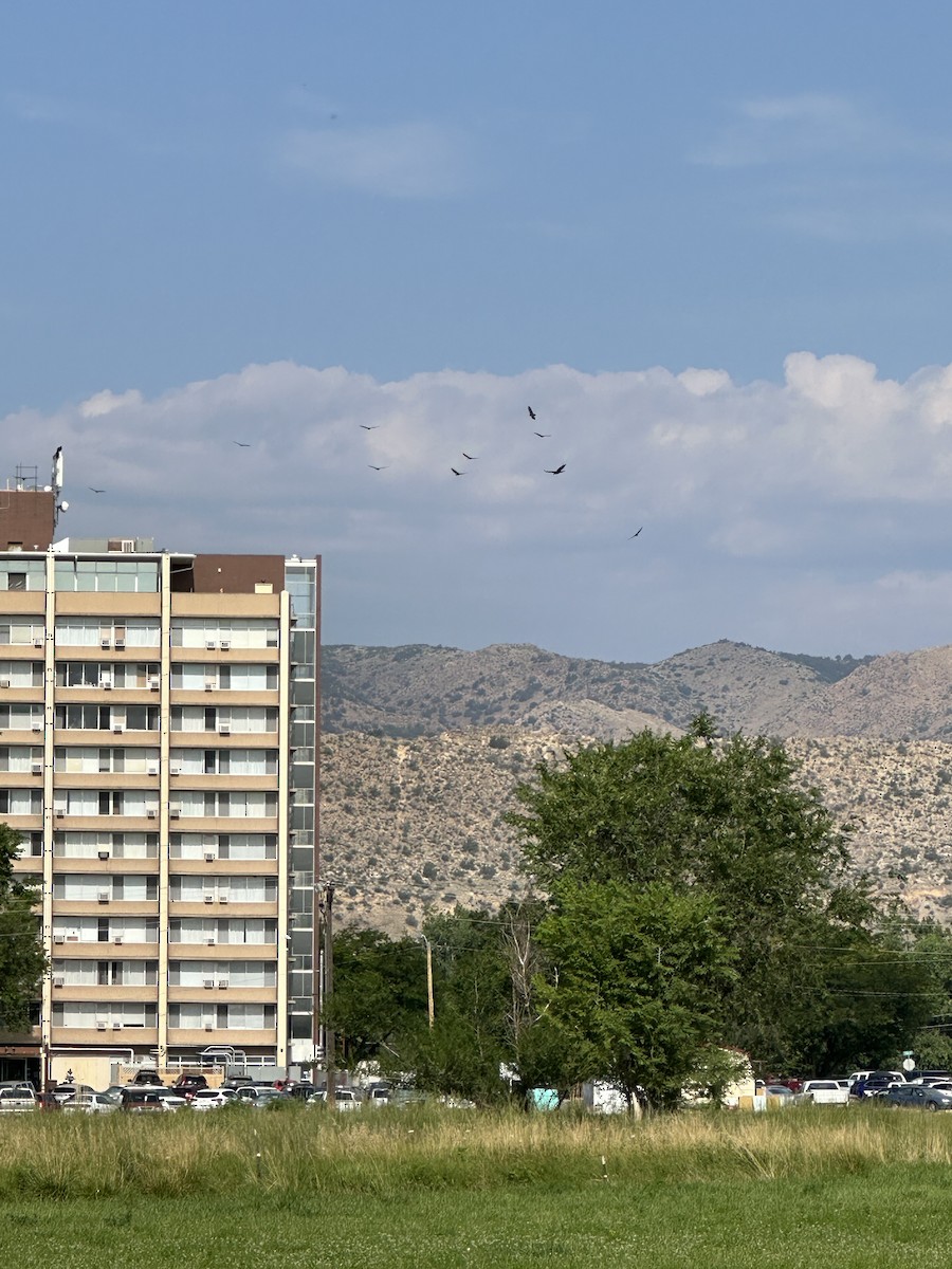 Turkey Vulture - ML621900253