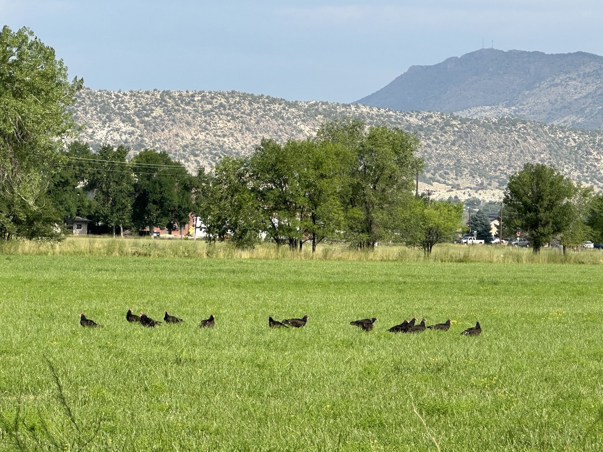 Turkey Vulture - ML621900254