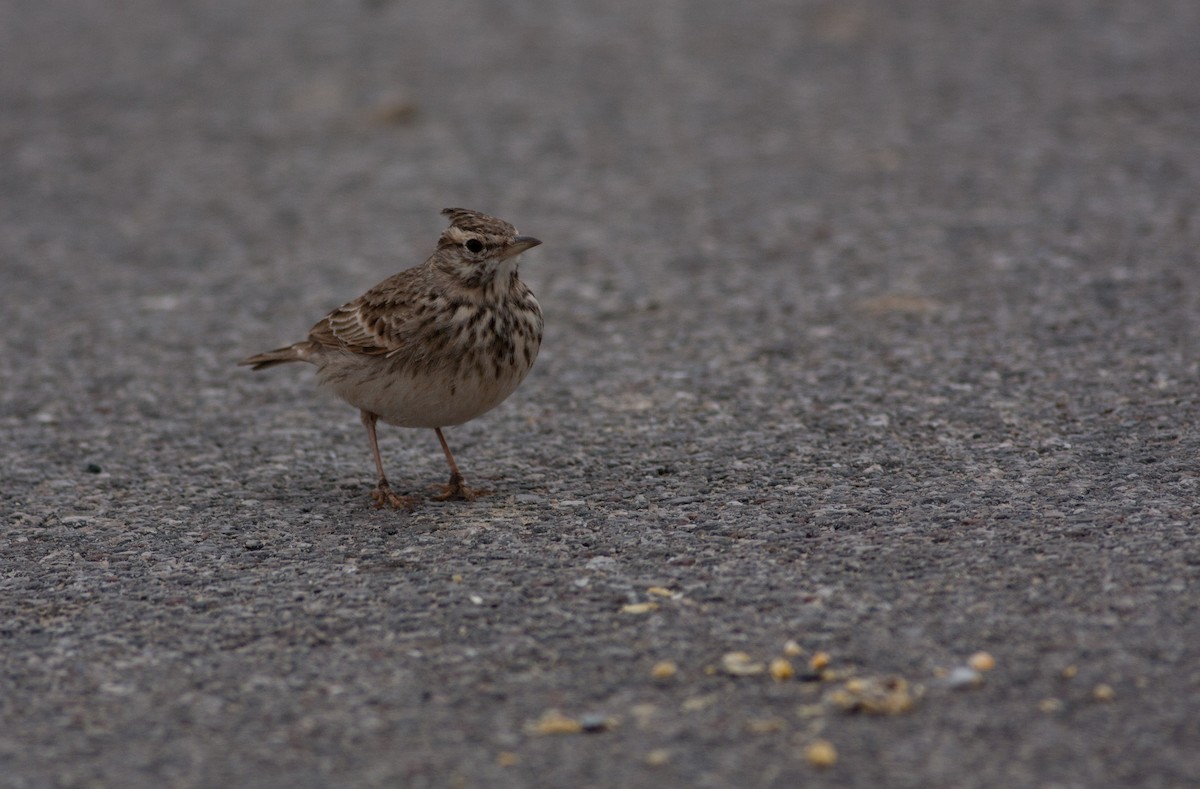 Crested Lark - ML621900331