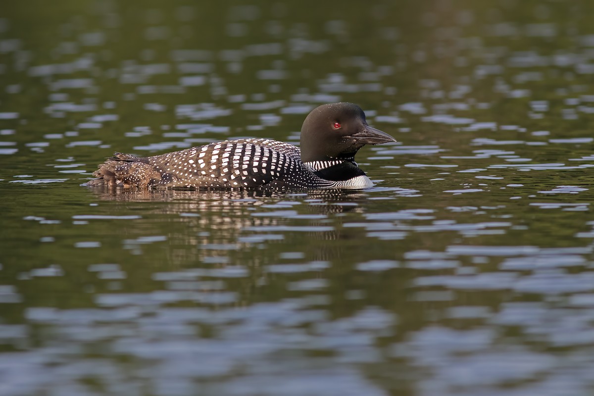Plongeon huard - ML621900991
